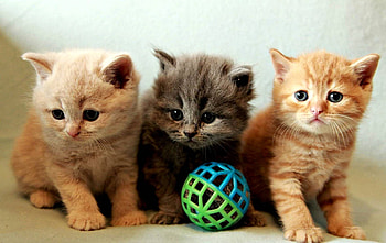 kittens, fun, animals, cats, cool HD wallpaper