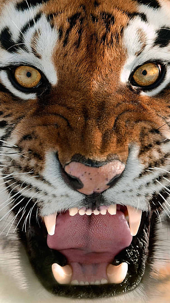 Orange tiger, U , Vibrant beauty, Striking visuals HD phone wallpaper
