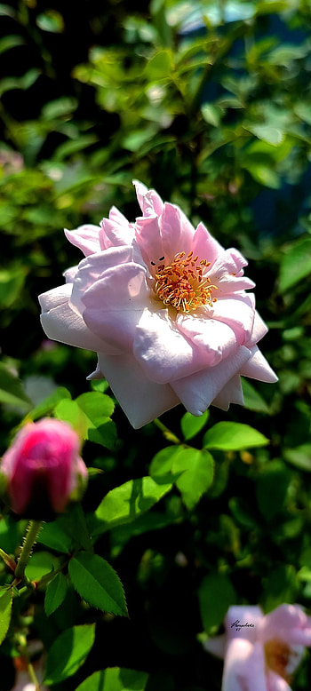 Bush Rose, pink, petal, clicksvf, nature, february, valentines_day, mobile_graphy, flower HD phone wallpaper
