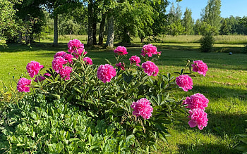Peonies, Latvia, pink, lawn HD wallpaper