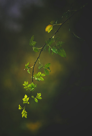 Nature, Leaves, Dark, Branch HD phone wallpaper