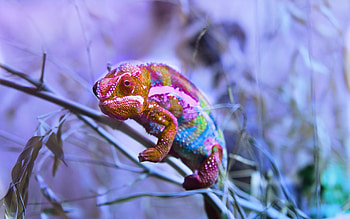 Chameleon, blue, animal, branch, pink HD wallpaper
