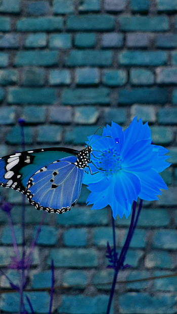 Blue Butterfly, Wonderful Background HD phone wallpaper