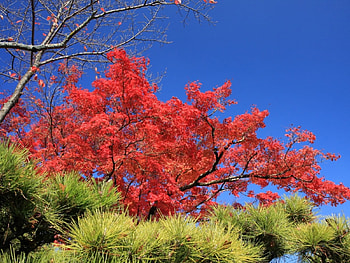Beautiful flowers, beauty, flower HD wallpaper