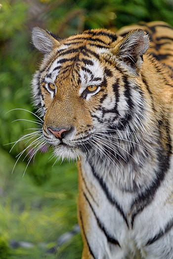 Animals, Muzzle, Predator, Big Cat, Sight, Opinion, Tiger HD phone wallpaper