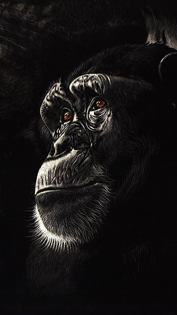 monkey, Animal HD phone wallpaper