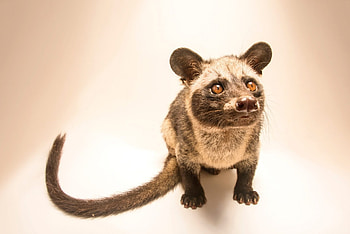 Joel Sartore, Unique animal, Captivating , Stunning HD wallpaper
