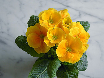 Yellow Radiance !, vase, flowers, radiant, yellow HD wallpaper