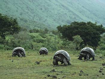 Animals, Landscape, Turtles HD wallpaper