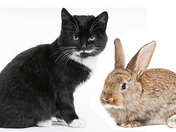 Sweet friends, kitten, bunny, cat, feline, pet, rodent HD wallpaper