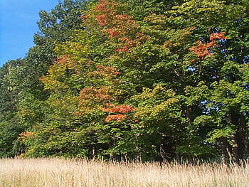 Wonderful tree, grass, nature, forest, tree HD wallpaper