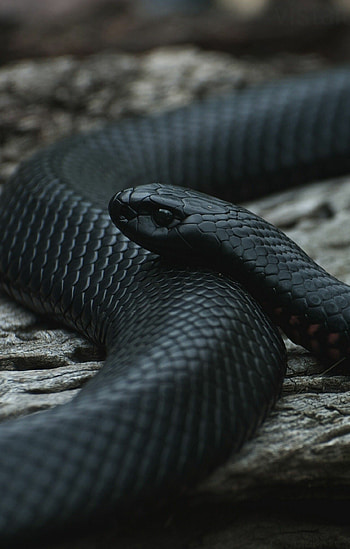 Pseudechis porphyriacus, Snakes HD phone wallpaper