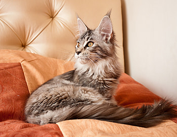 Maine coon, animal, kitten, cat HD wallpaper