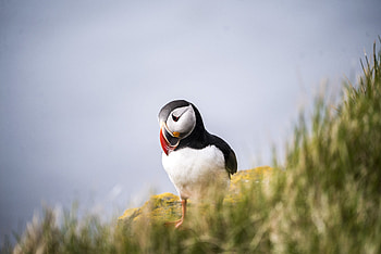 Puffin, outdoor, bird HD wallpaper