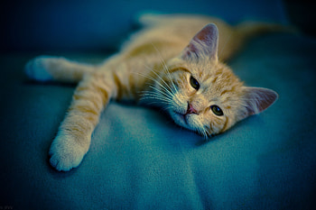 Animals, Cat, Kitty, Kitten, Muzzle, Relaxation, Rest, Sight, Opinion, Sleepy HD wallpaper