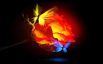 Glowing color rose for Cinzia, rose, butterfly, fantasy, art, beautiful, glowing rose HD wallpaper