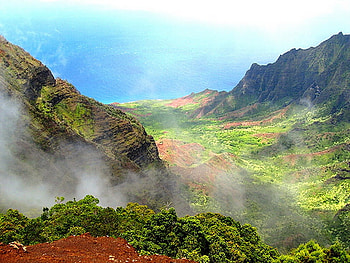 Misty morn, mist, plants, valley, trees, grass, cliff, mountains HD wallpaper