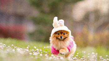 Pomeranian, Dog , 520309, High-resolution HD wallpaper