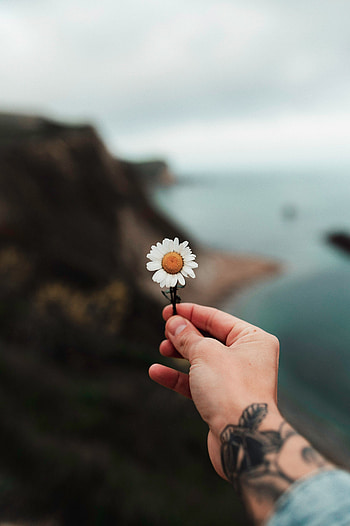 Flowers, Camomile, Hand, Tattoo, Chamomile HD phone wallpaper