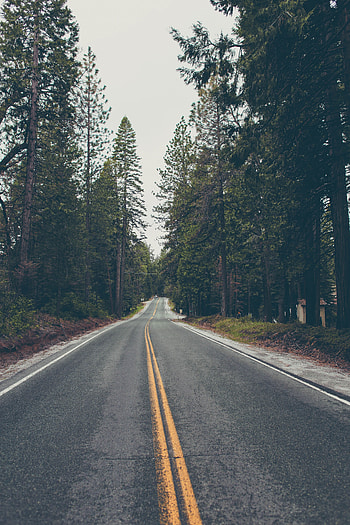 Nature, Trees, Road, Markup, Forest, Asphalt, Direction HD phone wallpaper