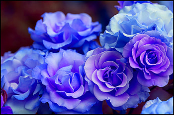 Blue roses, blue, roses, pretty, beautiful, nature, flowers HD wallpaper