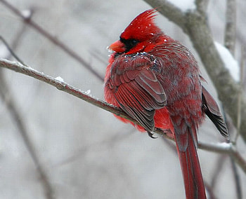 red bird, cute, bird, , red HD wallpaper