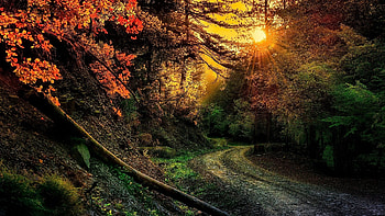 path in the woods, dawn, sunlight, forest, path HD wallpaper