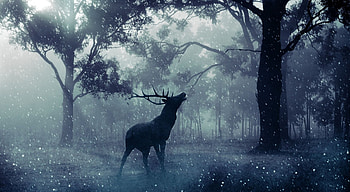 Love song, elk, wildlife, animals, deer, wild animals, , nature, wild HD wallpaper