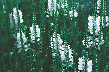 Meadow, plants, outdoor, white flowers HD wallpaper