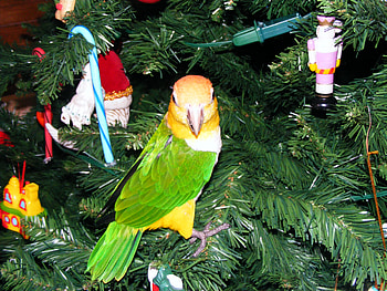 Buzz the bird, farm, bird, parrot HD wallpaper
