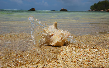 Nature, Water, Beach, Sand, Shore, Bank, Spray, Grains, Shell HD wallpaper