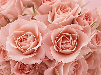 Plants, Flowers, Roses HD wallpaper