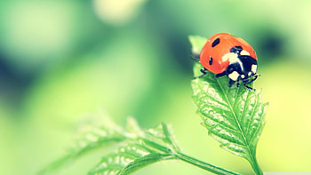 ladybug on a leaf, leaf, ladybug, green, insect HD wallpaper