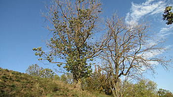 Burgruine Gleichen, Baum arbeiten, Cottonwood trees, German landscape HD wallpaper