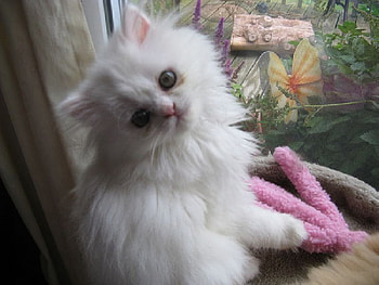 rosie the cat, cat, rosie HD wallpaper