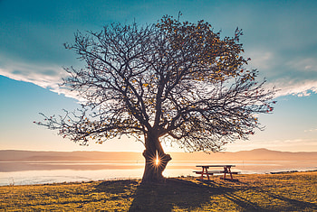 Nature, Shine, Light, Wood, Tree, Table, Bench HD wallpaper