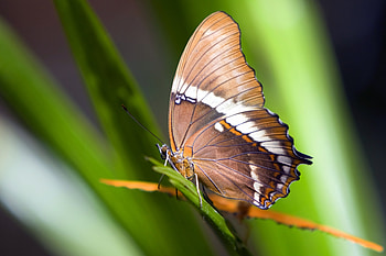 Plant, Macro, Pattern, Butterfly, Wings HD wallpaper