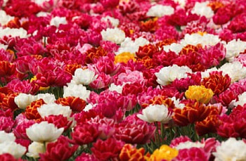 Double tulips, double, tulips, spring, field HD wallpaper