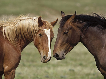 Animals, Horses HD wallpaper