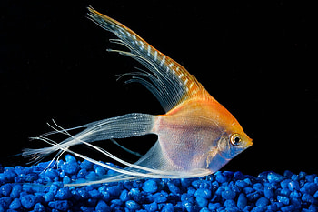 Angelfish, VJ Tropical Fish, , Pomacanthus HD wallpaper