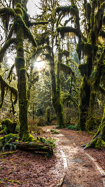 Hoh Rainforest video, Nature's serenade, Captivating visuals, Soothing ambiance HD phone wallpaper
