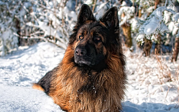 german shepherd dog . Â«Â« HD wallpaper