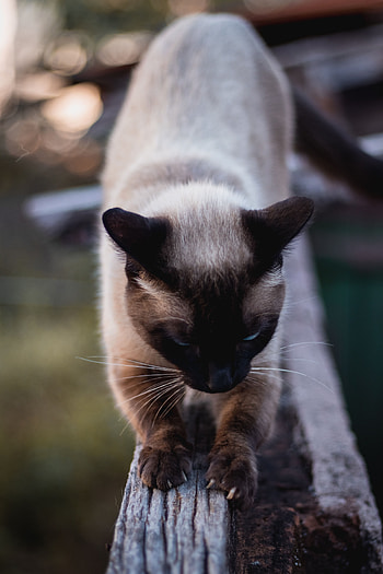 Animals, Wood, Cat, Tree, Pet, Claws, Siamese HD phone wallpaper