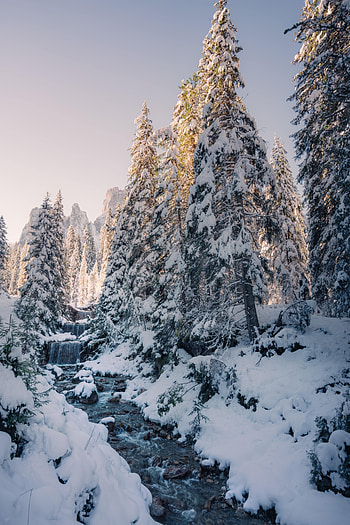 Winter, Nature, Trees, Snow, Creek, Brook HD phone wallpaper