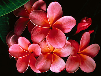 Flower, nature HD wallpaper