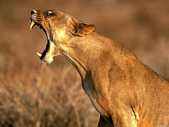 for lioness, cat, wild, roar, lioness HD wallpaper