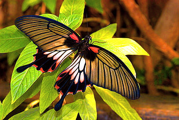 Beauty, wings, white, black, leaves, butterfly, green, red, gold HD wallpaper