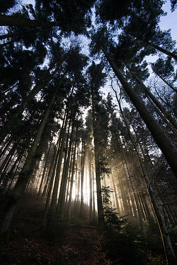 Nature, Trees, Shine, Light, Forest, Sunlight HD phone wallpaper