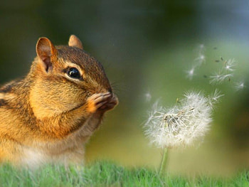 One Two Three Blow, grass, chipmunk, stem, dandelion HD wallpaper