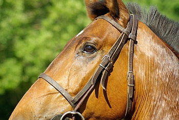 Animals, Mane, Horse, Profile, Bridle HD wallpaper